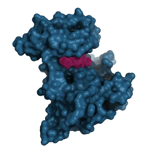 Dark blue 3D structure of ROS1 receptor tyrosine kinase with textured fuchsia inhibitor molecule enclosed in binding pocket