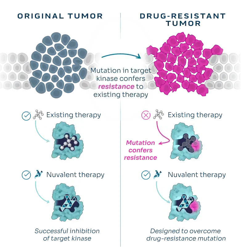 Unlike existing therapies, Nuvalent’s small molecule inhibitors are effective in both original and drug-resistant cancers