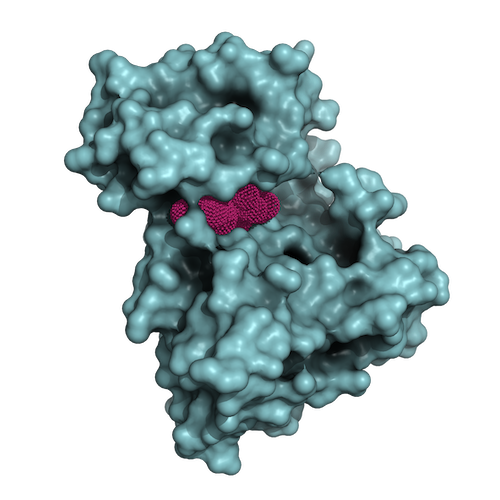 Teal 3D structure of ALK tyrosine kinase receptor with textured fuchsia inhibitor molecule (NUV-655) enclosed in binding site
