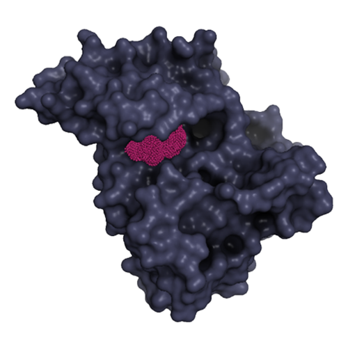 Dark purple 3D structure of HER2 tyrosine kinase receptor with textured fuchsia inhibitor molecule (NUV-330) enclosed in binding site